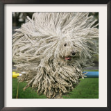 Hungarian Puli Sheep Dog, Fee, Jumps over a Hurdle During a Preview for a Pedigree Dog Show Framed Photographic Print