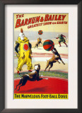 Clown Perform with the Marvelous Foot-Ball Dogs in the Barnum and Bailey Circus, 1900 Prints