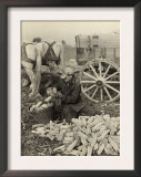 Farmer Collecting Husked Corn to Load into a Horse Drawn Wagon in Washington County, Maryland, 1937 Print by Arthur Rothstein