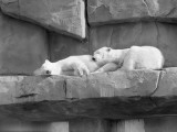 As Two Polar White Bears Are Sleeping, They Lean on One Another Photographic Print by H. Armstrong Roberts