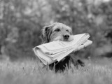 Mixed Breed Dog Holding Newspaper in Mouth Photographic Print by H. Armstrong Roberts