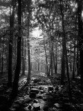 Ray of Sunlight Shining Through Trees in Wooded Area Photographie par H. Armstrong Roberts