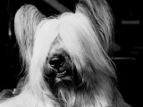 Skye Terrier With Hair Covering Eyes and Bottom Teeth Showing Photographic Print by H. Armstrong Roberts