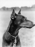 Profile Portrait of Doberman Pinscher Outdoors Photographic Print by H. Armstrong Roberts