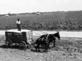 African-American Farmer Standing in Cart Filled With Cotton Drawn By Mules, Louisiana Fotografie-Druck von H. Armstrong Roberts