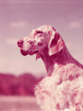 English Setter Against Blue Sky Background Photographic Print by H. Armstrong Roberts