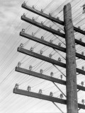 Closeup of Telephone Pole With 6 Levels of Wires Impressão fotográfica por H. Armstrong Roberts