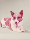 Schipperke Dog. Photographic Print by H. Armstrong Roberts