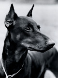 Doberman Pinschers Photographie par H. Armstrong Roberts