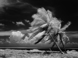 Infrared Image of Palm Trees Blowing in Wind Photographie par H. Armstrong Roberts