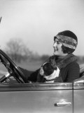 Woman at Steering Wheel Driving Car With Boston Terrier Passenger Impressão fotográfica por H. Armstrong Roberts