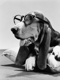 Basset Hound Wearing Spectacles Impressão fotográfica por H. Armstrong Roberts