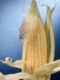 Yellow Corn Photographie par H. Armstrong Roberts