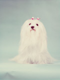 Maltese Dog Photographie par H. Armstrong Roberts