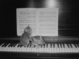 Two Kittens Sitting on Piano Keyboard By Sheet Music Photographic Print by George Marks Two Kittens Sitting on Piano Keyboard By Sheet Music Photographic Print by George Marks