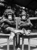 Baby Chimpanzees Photographie par H. Armstrong Roberts