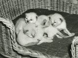 Four Kitten in Wicker Basket Photographic Print by George Marks Four Kitten in Wicker Basket Photographic Print by George Marks