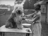 English Sheepdog Photographie