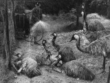 Emu Shower Photographie
