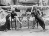 Animal Friends Photographic Print