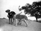Great Danes Photographic Print