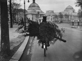 Family Tree Photographic Print