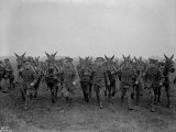 Army Mules Fotografická reprodukce Army Mules Fotografická reprodukce