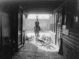 Beagle Hunt Photographie