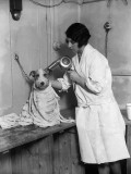 Dog Salon Photographie