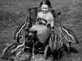 Baby Emus Photographie