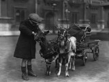 Goat Cart Photographie