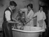 Doggy Bath Photographic Print