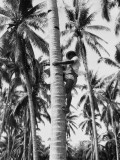 Coconut Harvest Photographic Print by Charles Phelps Cushing