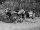 Dogs of War Photographic Print Dogs of War Photographic Print