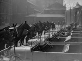 Horsepower Photographic Print