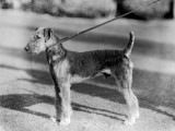 Welsh Terrier Photographic Print by Chaloner Woods