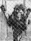 Lion's Den Photographic Print Lion's Den Photographic Print