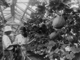 Melons Photographic Print
