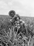 Pineapple Harvest Photographic Print by Charles Phelps Cushing