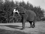 Elephant Lift Photographic Print by Charles Phelps Cushing