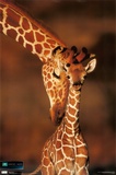 Planet Earth - Giraffe Pósters