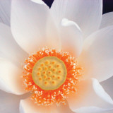 Lotus I Affiches par Jim Christensen