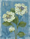 Lace Hydrangea Prints by Pamela Gladding Lace Hydrangea Prints by Pamela Gladding