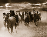 Chevaux galopant Affiche par Monte Nagler