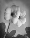 Plumeria I Prints by Vitaly Geyman