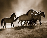 Lisa Dearing - Wild Horses Obrazy Lisa Dearing - Wild Horses Obrazy