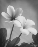 Plumeria II Posters par Vitaly Geyman