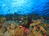 Schooling Anthias Fish, Wetar Island, Banda Sea, Indonesia Fotografie-Druck von Stuart Westmorland