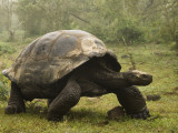 Galapagos Giant Tortoise With Tui De Roy Near Alcedo Volcano, Isabela Island, Galapagos Islands Photographic Print by Pete Oxford