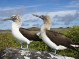 Blue-Footed Booby Courtship, Punta Cevallos, Espanola Or Hood Island, Galapagos Islands, Ecuador Photographic Print by Pete Oxford